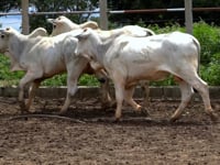 Lote 46