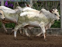 Lote 49