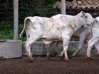 Lote 52
