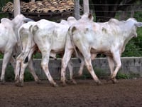 Lote 53