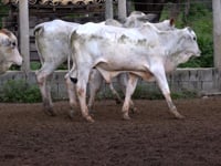 Lote 54