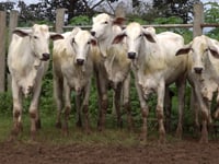 Lote 34