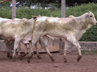 Lote 32