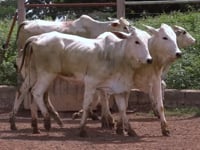 Lote 30