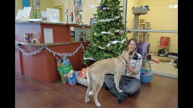 Lucy Mackenzie December "Adoptables" 2024