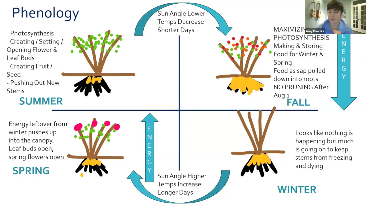 Plant Pruning 101 with Amy Power