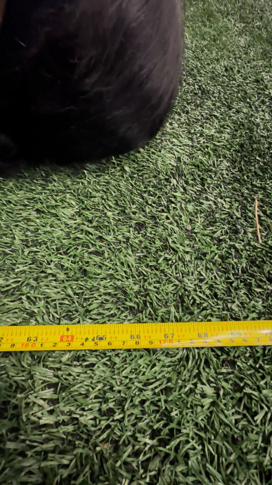 Watch stella jean georges's Height: 67.4 inches