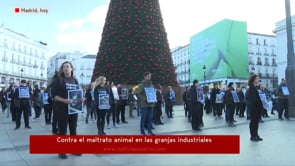 Noticias Cuatro Mediodía | Día por los Derechos Animales