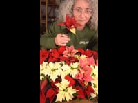 Cuidar Poinsettias Minis