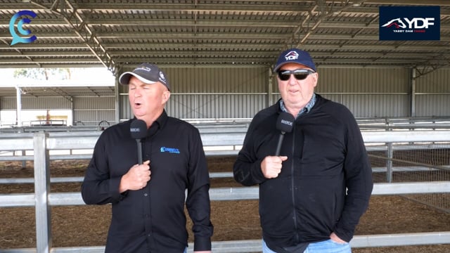 NZB Standardbred 2025 Yearling Sale | Yabby Dam