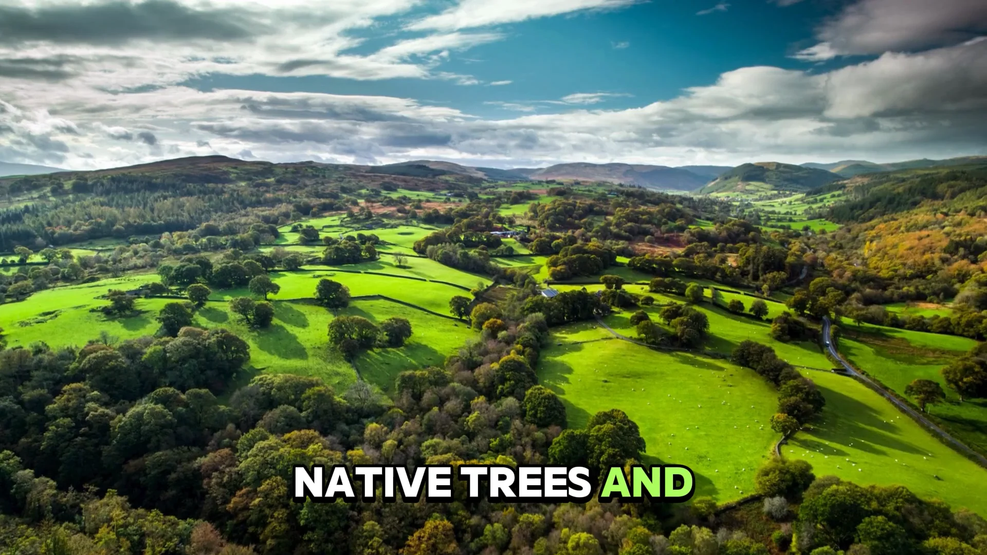 Native trees and bushes for your garden | Videos & Movies on Vimeo