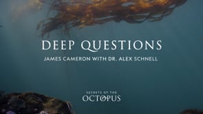 Secrets Of The Octopus_Deep Questions Youtube