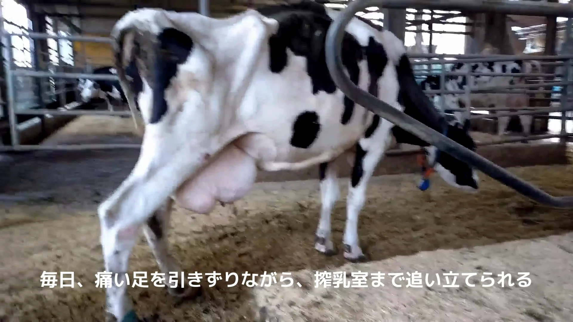 14番と呼ばれた牛 乳牛という過酷な運命の末路 | 畜産動物たちに