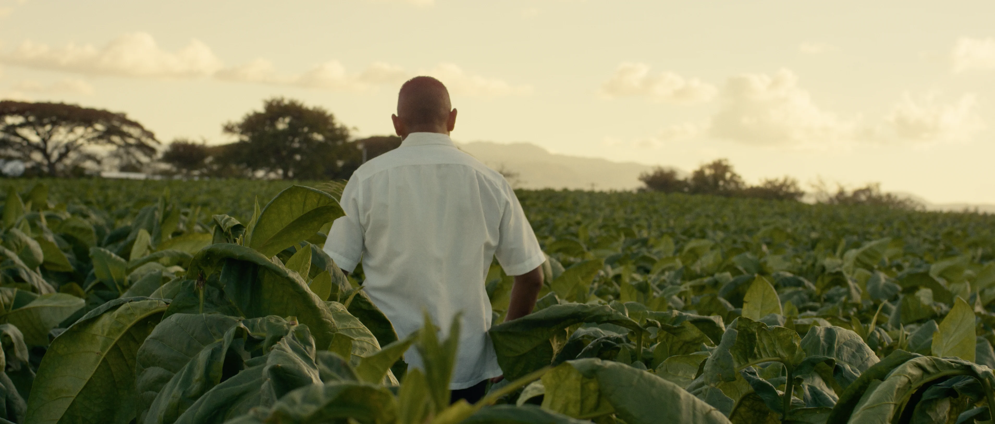 Joya de Nicaragua Cinco de Cinco — frame from commercial colored by Jakob Martinez