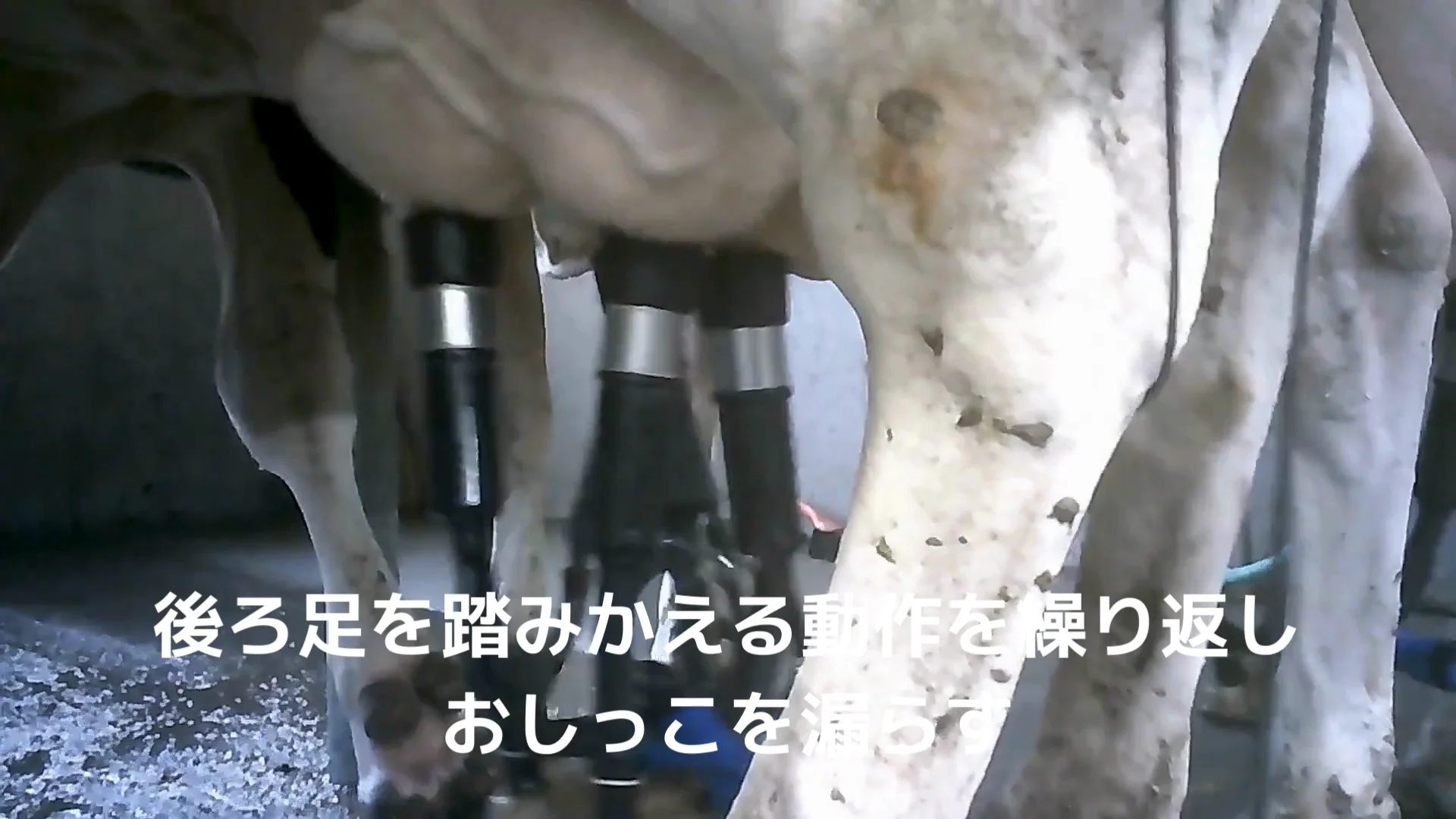 14番と呼ばれた牛 乳牛という過酷な運命の末路 | 畜産動物たちに