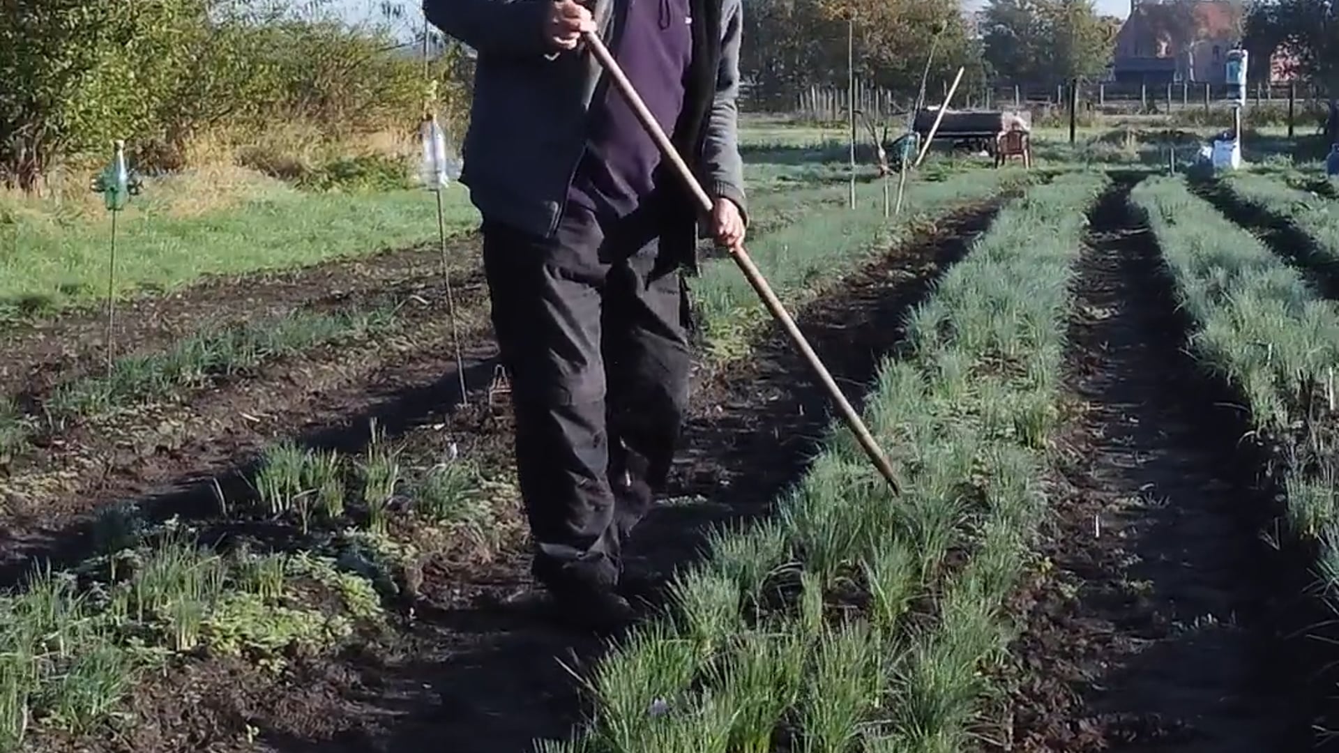 Belgische Saffraan_Kennis van maken
