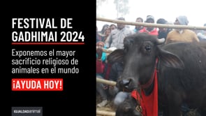 Exponemos el sacrificio de animales en el Festival de Gadhimai 2024
