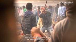 Documentamos el mayor sacrificio religioso de animales del mundo