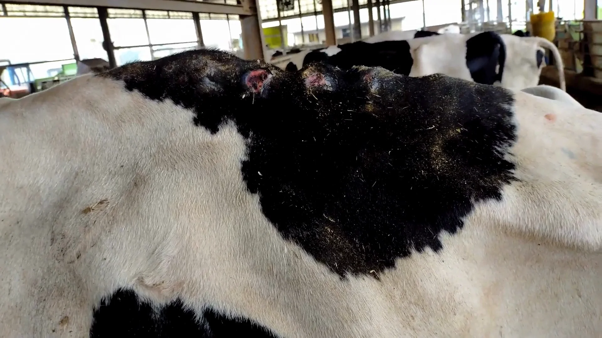 14番と呼ばれた牛 乳牛という過酷な運命の末路 | 畜産動物たちに
