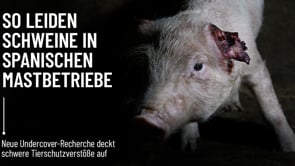 Schwere Tierschutzverstöße in zwei spanischen Schweine-Mastbetrieben aufgedeckt