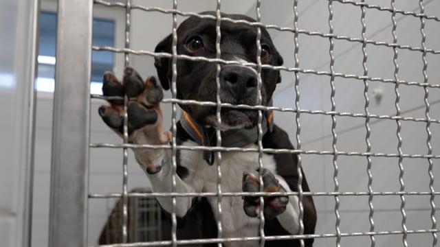 Tierpflegerin: Tiere sind keine Weihnachtsgeschenke