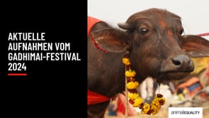 Recherche: Gadhimai 2024 – Das größte Tieropferfest der Welt