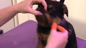 Griffon Bruxellois Pet Hand Strip | 21 minutes