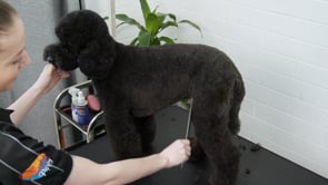 Bowie Labradoodle FFHF