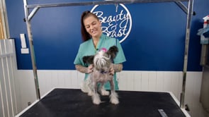 Chinese Crested Dog Breed Groom | 16 minutes