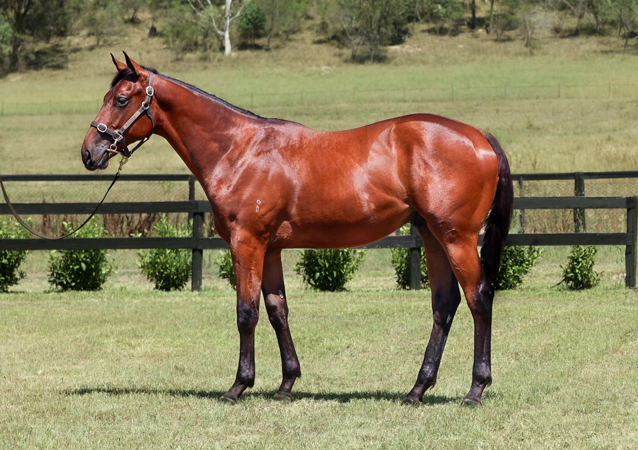 Fastnet Rock x Seven Sonnets Colt | Videos & Movies on Vimeo