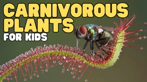 Vimeo Thumbnail