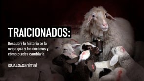 La oveja que guía a los corderos al rastro