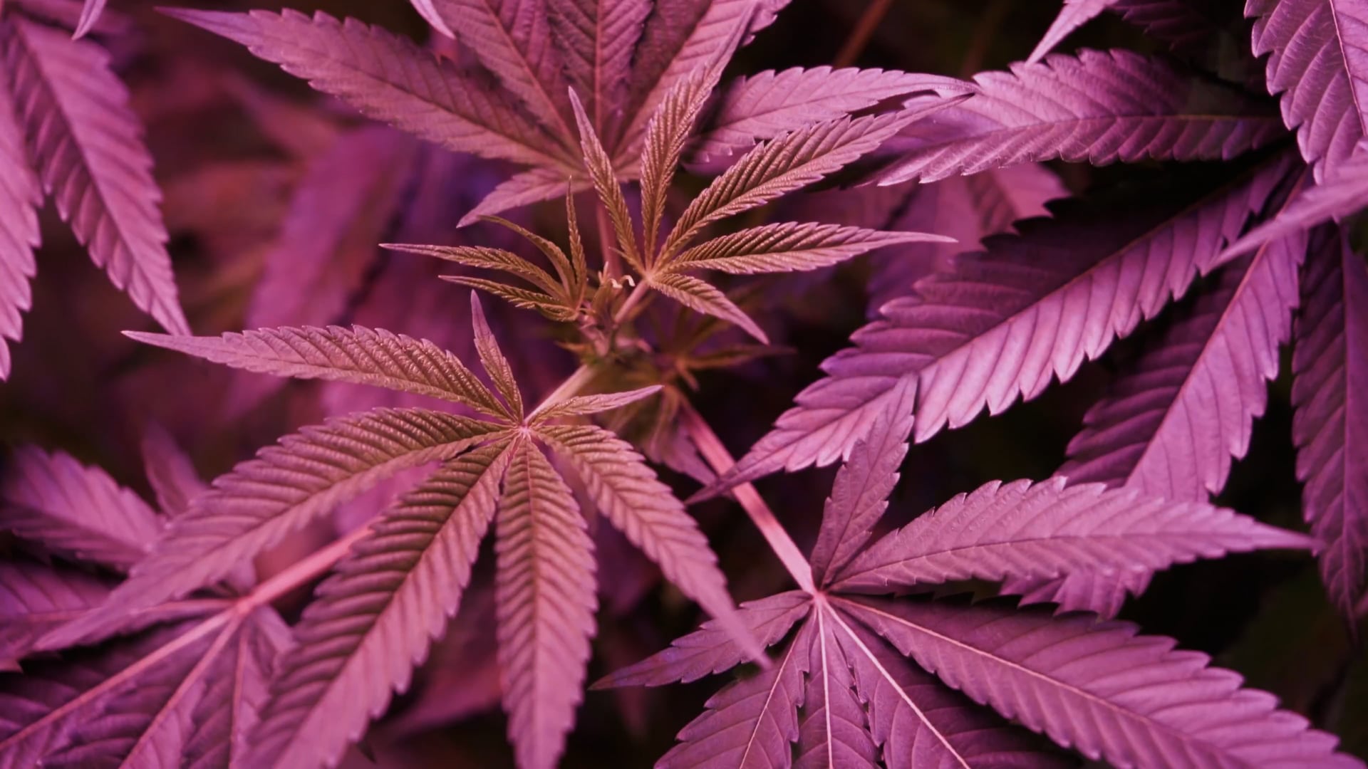 Human Cannabis III, TRACING GREEN