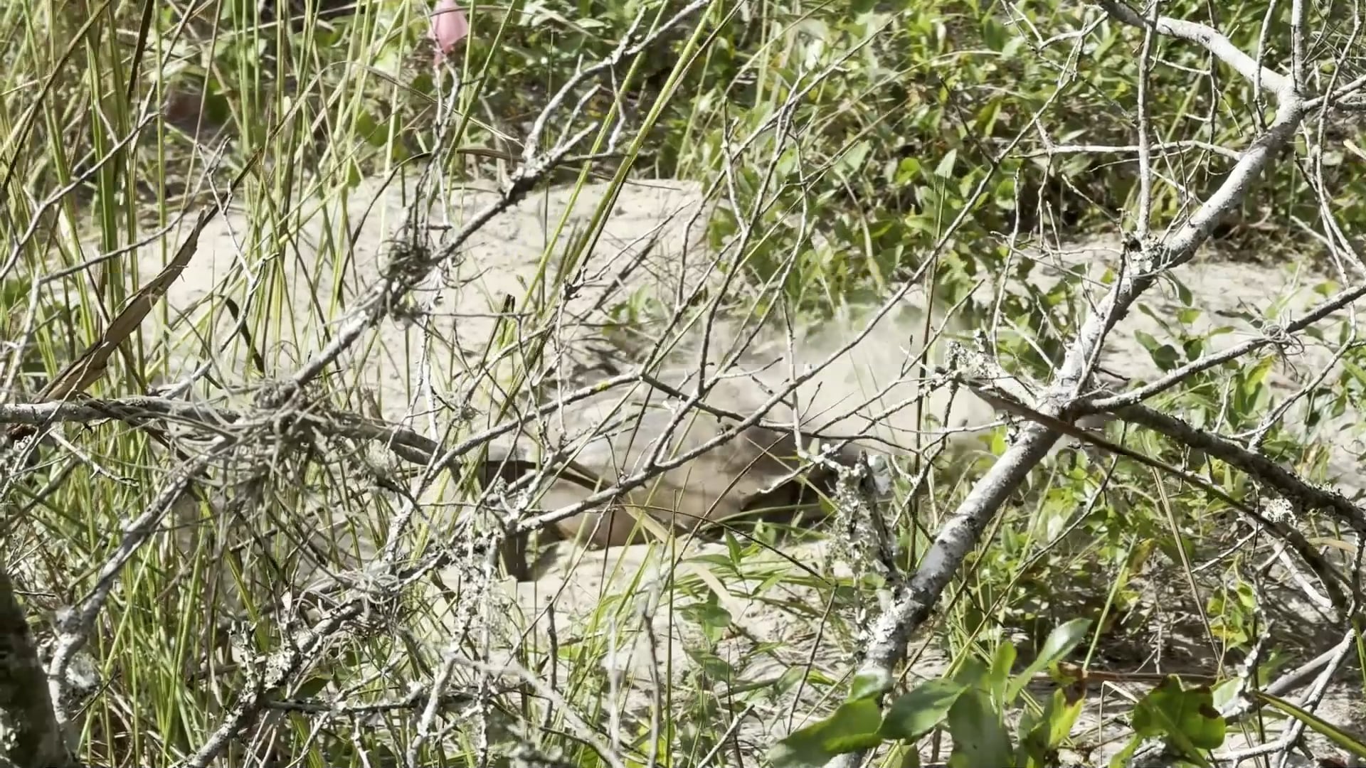 Wetland Delineation Ecologic Environmental Services