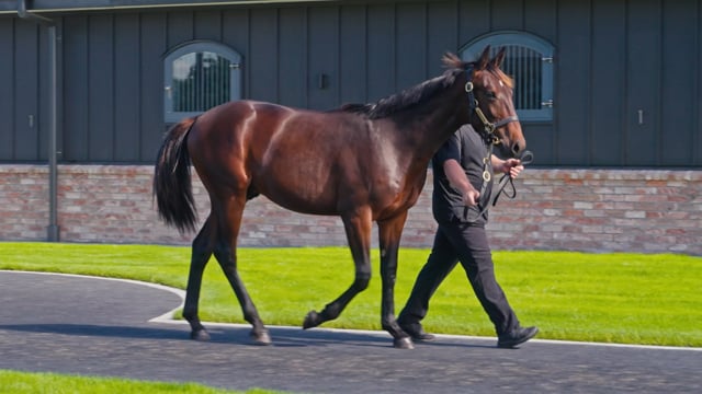 Lot 99