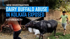 Animal Equality urges Kolkata authorities to prosecute buffalo abusers