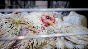 Cruel chicken production of India