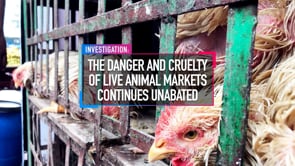 The Danger and Cruelty of Live Animal Markets continues unabated
