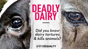 Deadly Dairy
