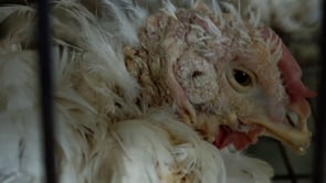 Exposé on the cruel and illegal cages in egg farms