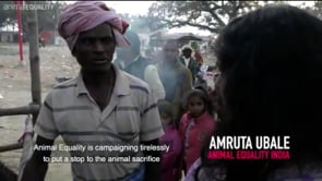 EXCLUSIVE: Animal Equality investigates the Gadhimai animal sacrifice