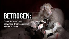 Ein Schaf, das Lämmer zur Schlachtbank führt