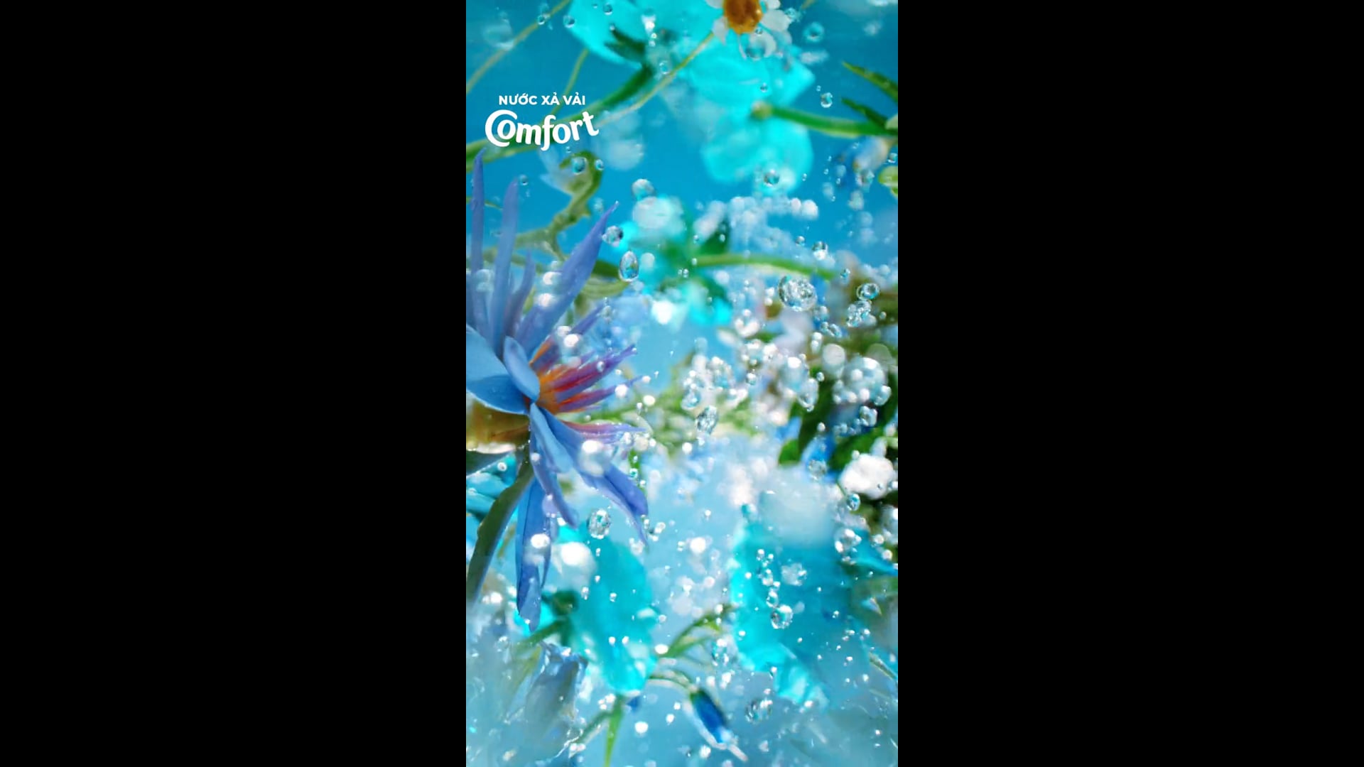 COMFORT HƯƠNG BAN MAI - TABLETOP