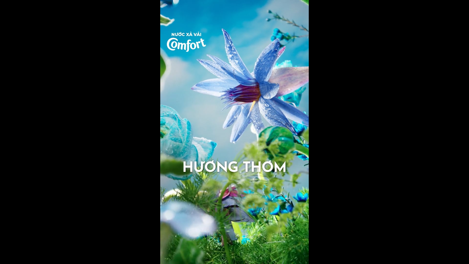 COMFORT HƯƠNG BAN MAI MỚI - TABLETOP