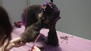 Logan Asian Fusion HF FF