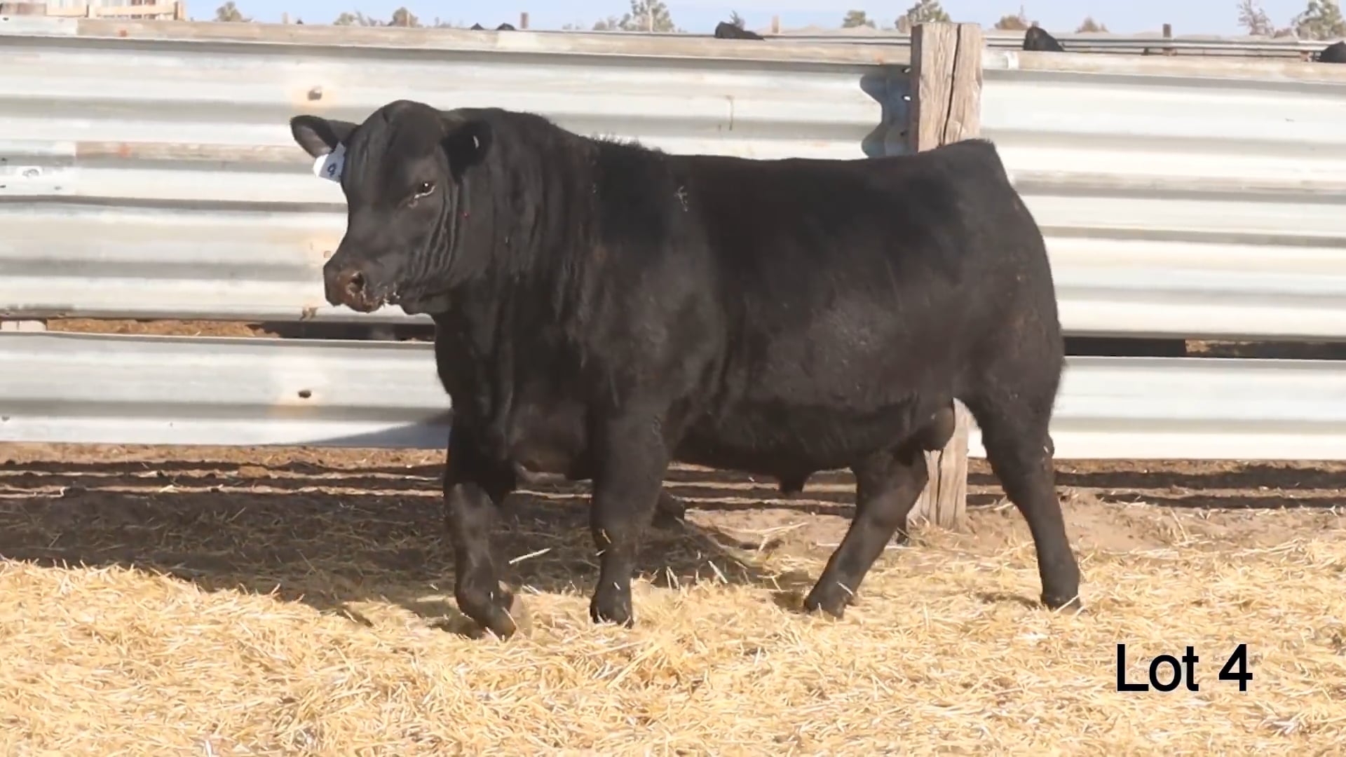 Lot 4 McConnell Man In Black 3412