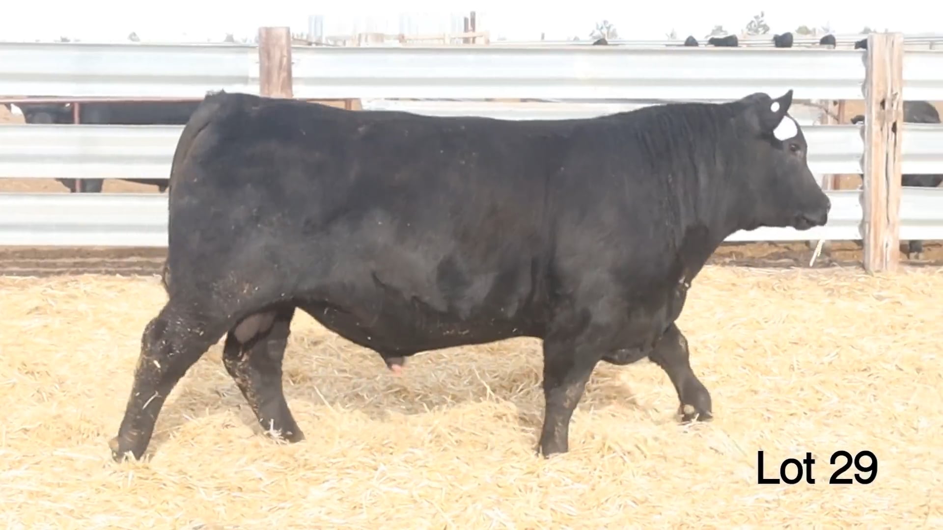 Lot 29 McConnell Man In Black 364