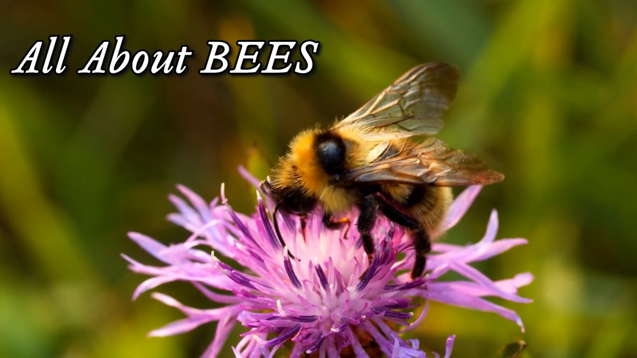 All About Bees-Sam Droege
