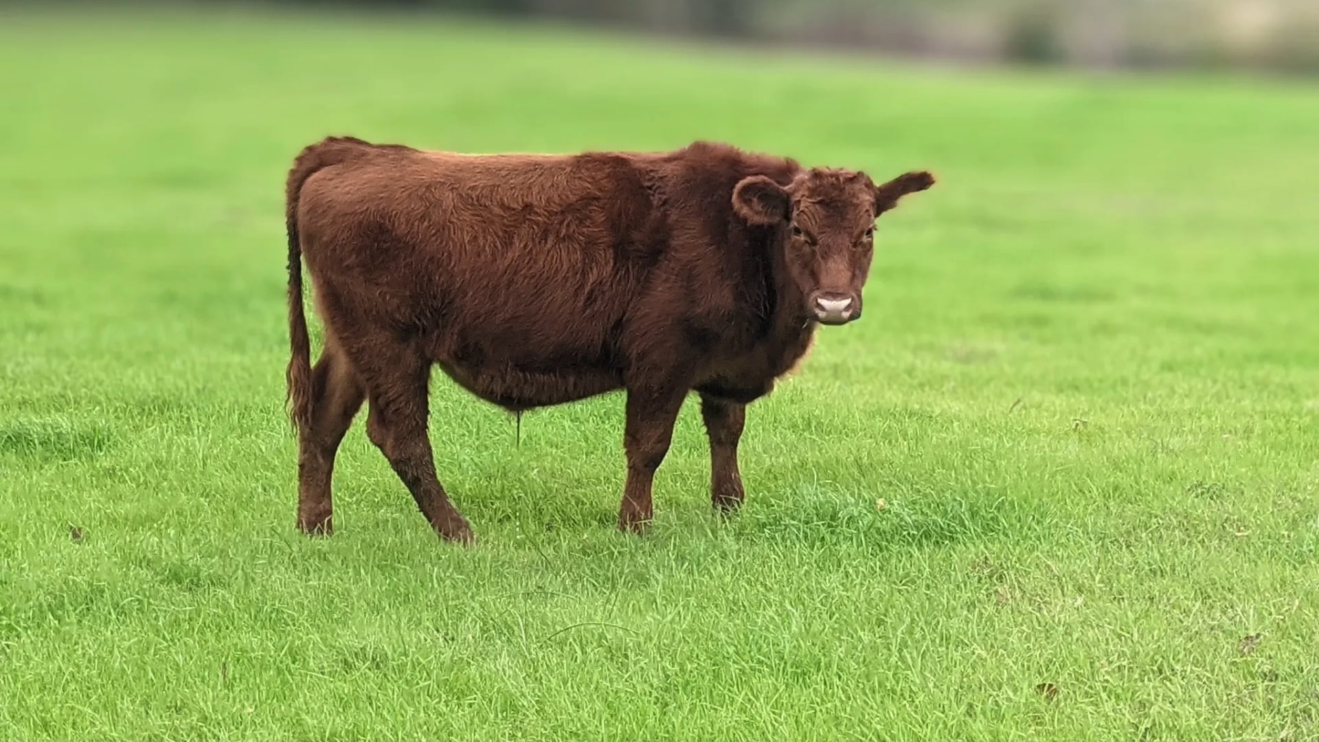 Hidden Creek Cattle Ranch - Tyler, Texas