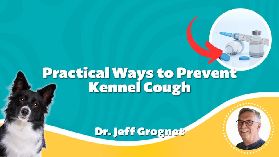 Practical Ways to Prevent Kennel Cough